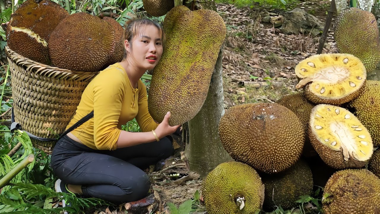 Single mom harvests giant jackfruit with children to sell at the market ...