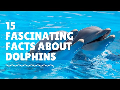15 Fascinating Facts About Dolphins | Animal Globe