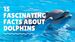 15 Fascinating Facts About Dolphins | Animal Globe