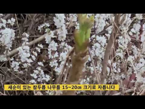 절기 청명땐 부지깽이만 꽂아도 ‘싹’이 나요