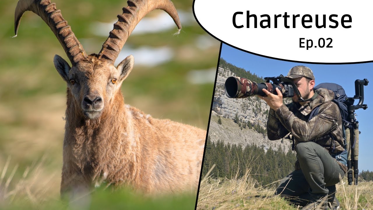 Chartreuse Ep.02 - Photo Animalière en Montagne - YouTube