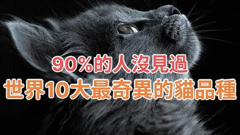 世界十大最贵的猫丨Top 10 Unique Cat Breeds - 天天要闻
