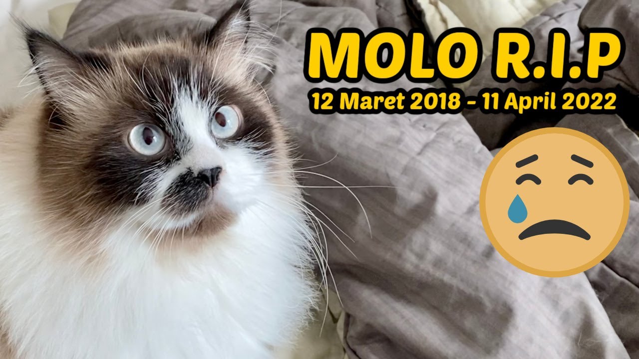 MOLO RIP ♥ SELAMAT REBAHAN DI SURGA, ANAK BAIK