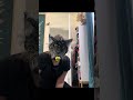 #quadrupics#therian#otherpaw#alterhuman#onpaws#comiunity#theriantropy#quads#otherkin