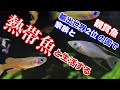【熱帯魚/アクアリウム】環境最高、東南アジアでの熱帯魚飼育生活/御当地の魚が多い上に養殖も盛んでブリーダーも多い/ついつい追加導入してしまうアクアリウム生活/御当地フードも美味しいので帰りたくない