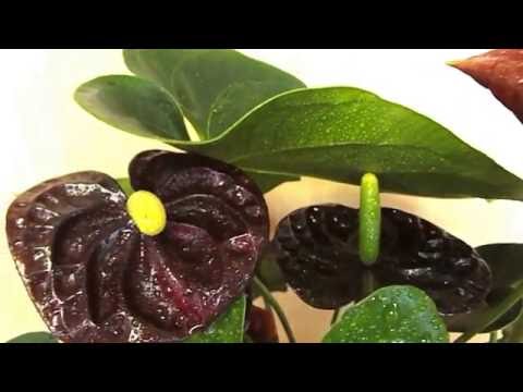 Video: Anthurium Black (37 Fotografija): Uzgojne Sorte 