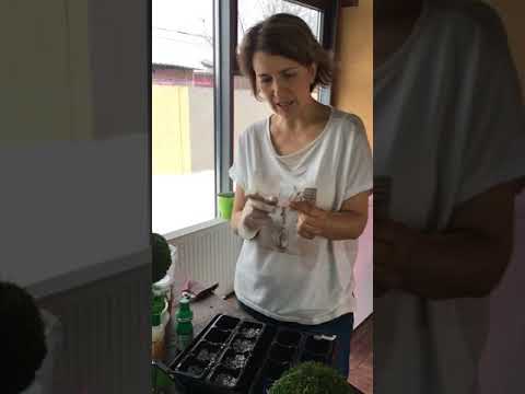 Научу черенковать фуксию,