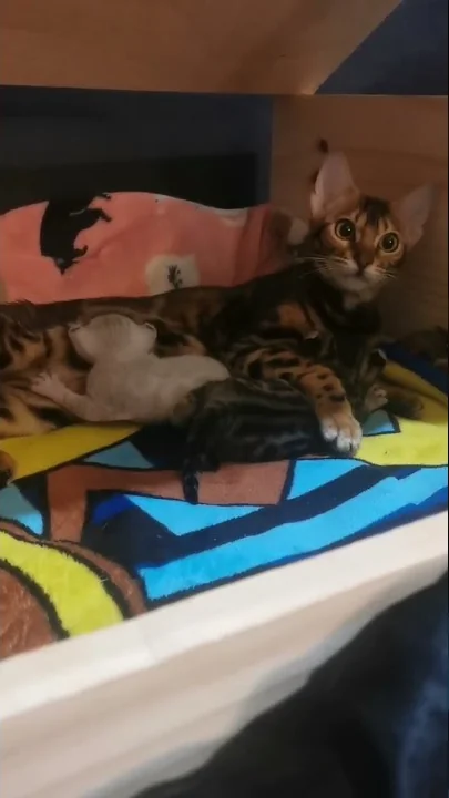 Video 679731: lynx bengal mix kittens, highland lynx bengal mix, bengalcat cat pet, beautiful bengal kittens