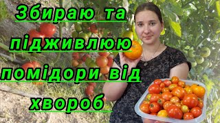 видео: Урожай помідорів цього року 🍅+чим підживлюємо від хвороб 🍅#помідори#консервація#город#підживка#овочі картинка: Урожай помідорів цього року 🍅+чим підживлюємо від хвороб 🍅#помідори#консервація#город#підживка#овочі