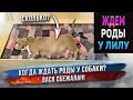 До родов у Лилу остаются считанные.... дни или часы? Сколько ждать щенков? Вася сбежала!