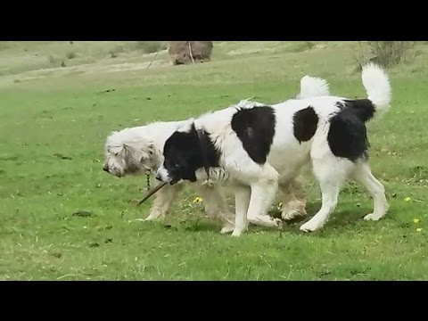 Caini Ciobanesti De Bucovina Si Mioritici La Oi Video 2017 Youtube