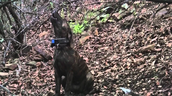 PlottHound