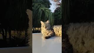 не осуждай и не будете судимы#cat #видепрокотиков #духовнаяжизнь #христианство