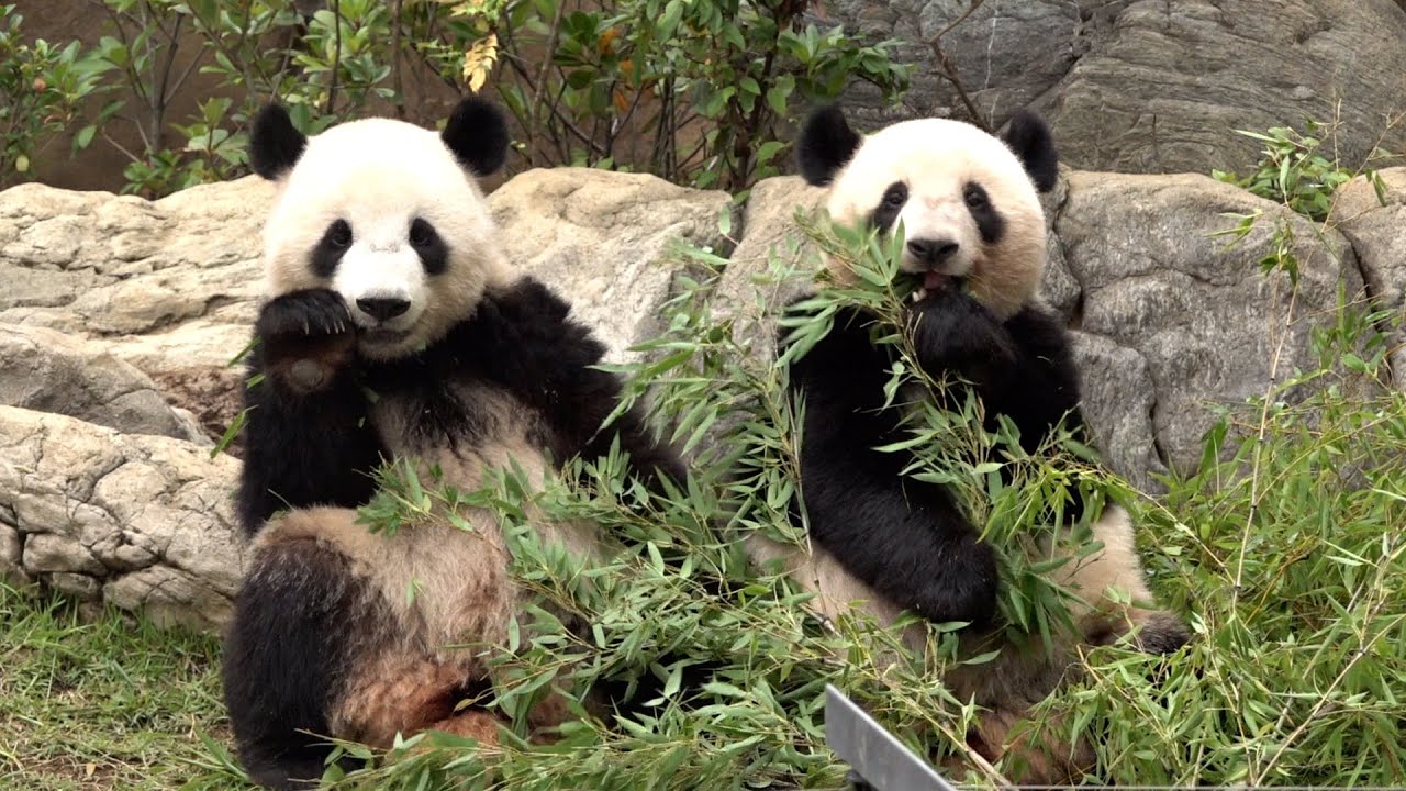 双子パンダ、2歳に じゃれ合う姿に歓声 上野動物園 - YouTube