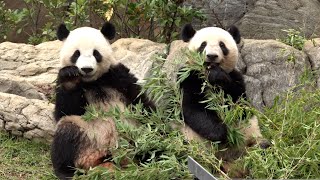 双子パンダ、２歳に　じゃれ合う姿に歓声　上野動物園