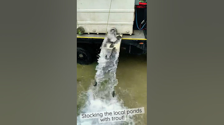Stocking the Local Ponds with Trout!