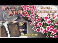 【古い土の再生】ペチュニアを植えてみる❢Revitalize Old Soil & Reuse Container Soil.