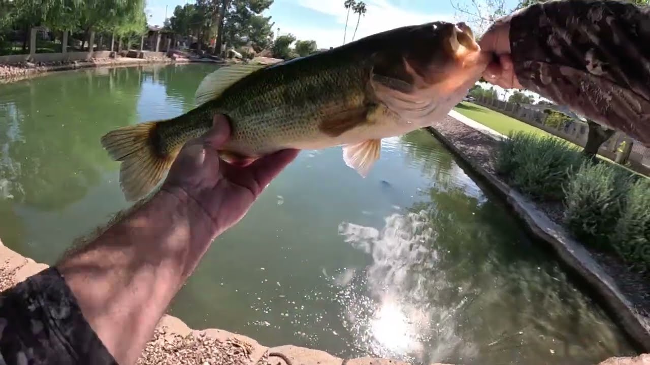 Fishing a Mesa Arizona City Pond for BIG BASS! (WATCH TILL THE END!!!)