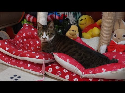 4枚の座布団を独り占めする猫☆ガーちゃんの場合&ゴマちゃんの場合 【リキちゃんねる 猫動画】 キジトラ 猫のいる暮らし