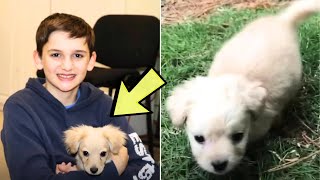 Puppy With No Front Legs Gets ‘Lego Wheelchair’ From Boy That Changes Her Life