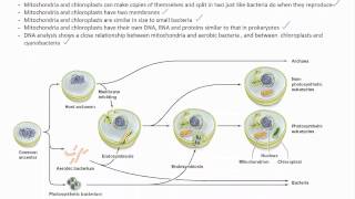 Endosymbiosis