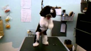 Dancing for joy after grooming at VIP Pet Spa