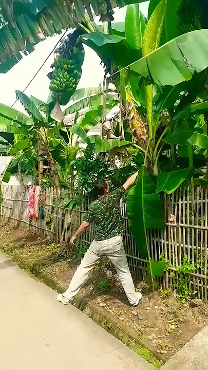 Metik Pisang Raja Matang di Pohon // Harvesting Ripe Raja Bananas from the Tree 🍌🌴‼️