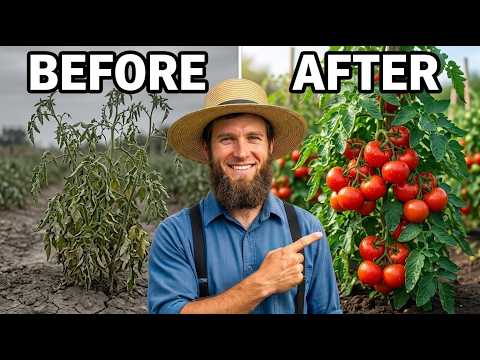 Grow ENDLESS Tomatoes, Not Leaves... The Old AMISH Way
