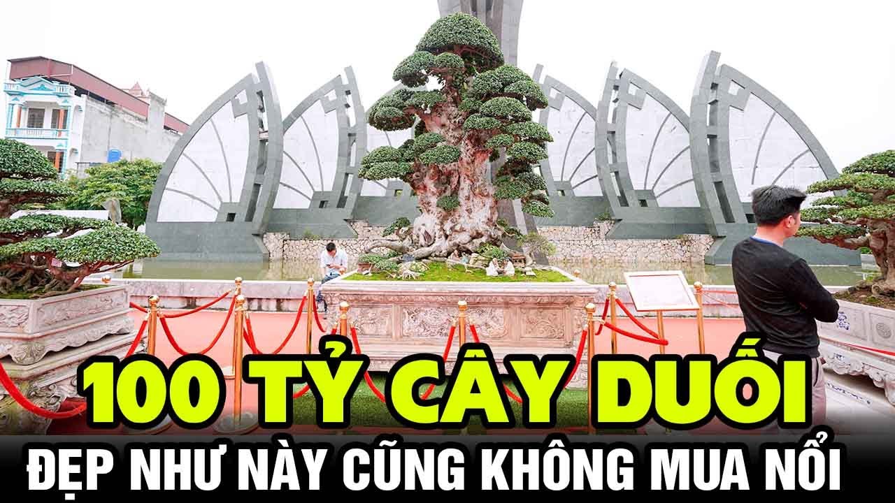 Mãn nhãn vườn cây Di Sản của ông vua cây cảnh Việt Nam