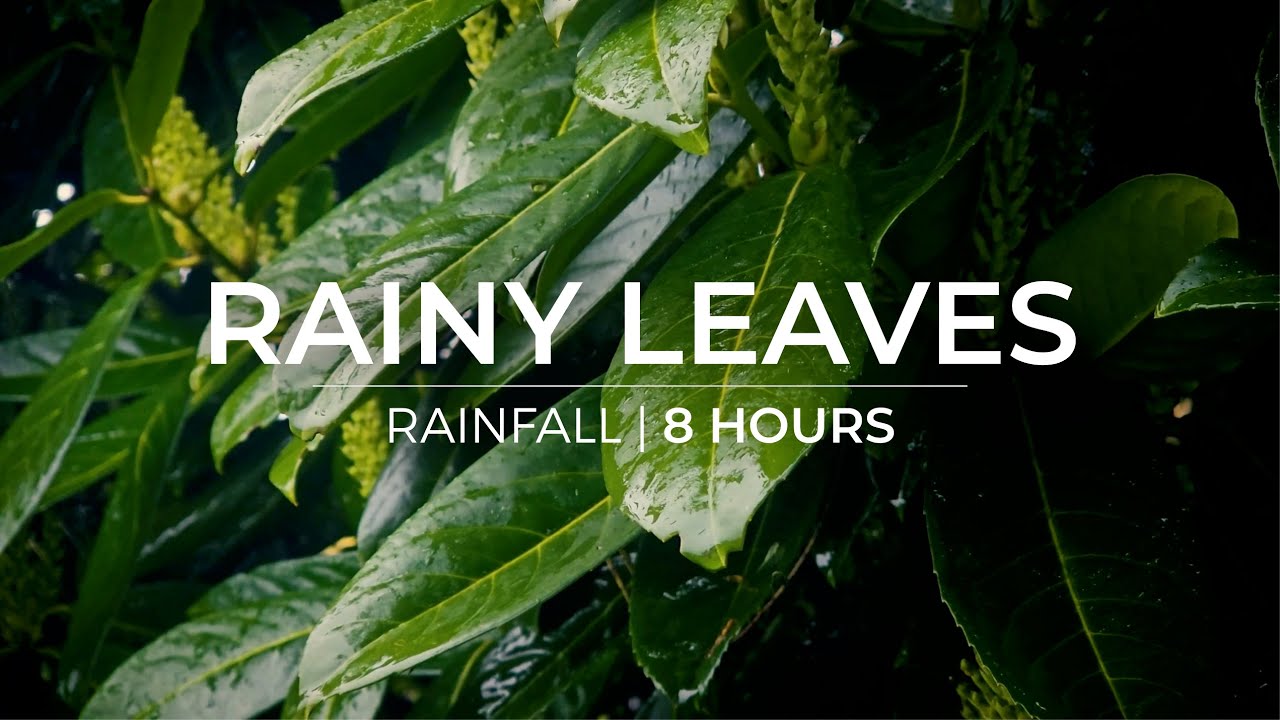 Rainy Leaves | 8 Hours of rain falling on leaves | Relaxation Meditation Fall asleep fast