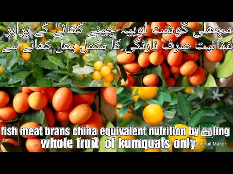 Video: Jak Pěstovat Kumquat Doma?