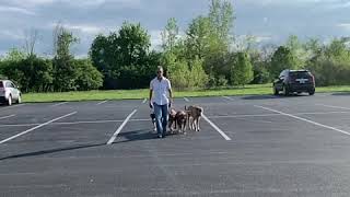 A True Pack Leader Always Leads Hisher Pack.