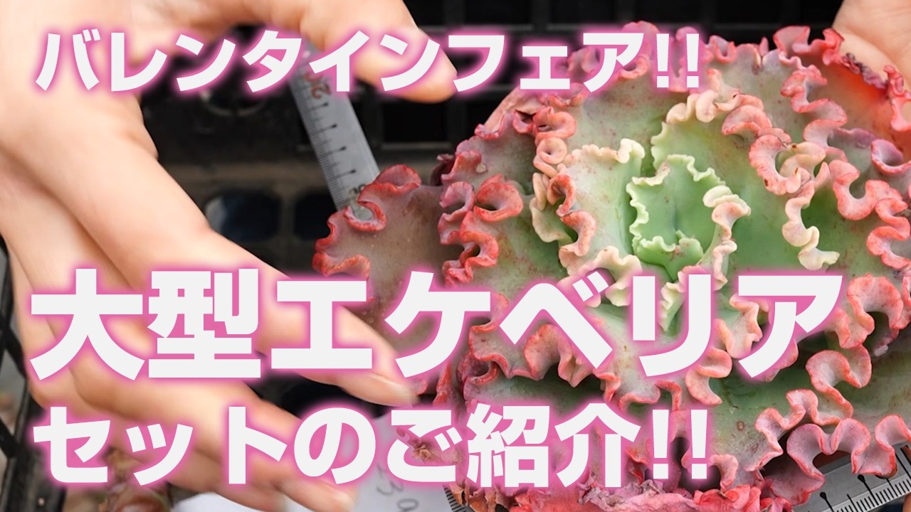 Succulents] Valentine's Fair!! Introducing a large Echeveria set