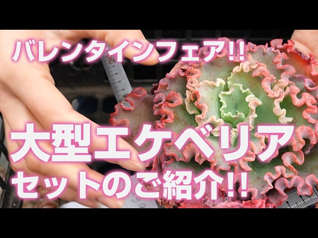 Succulents] Valentine's Fair!! Introducing a large Echeveria set