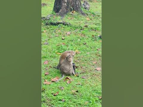 Monkey mother loves little monkeys, afraid of sick babies - YouTube
