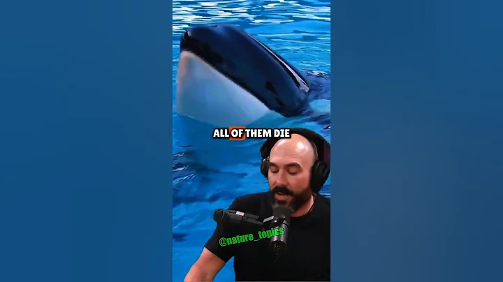 The Secret Intelligence of Dolphins and Orcas – Joe Rogan & Phil Demers