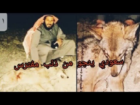 قصة حقيقية لرجل سعودي وكيف نجا من ذئب مفترس 