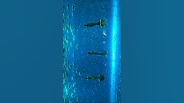 Vinwonder | Biểu diễn nàng tiên cá thủy cung Phú Quốc | Lê Ngọc Trâm Anh