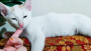 Funniest Videos 2022 😂 Funny Cats 🐱 #cute #cat