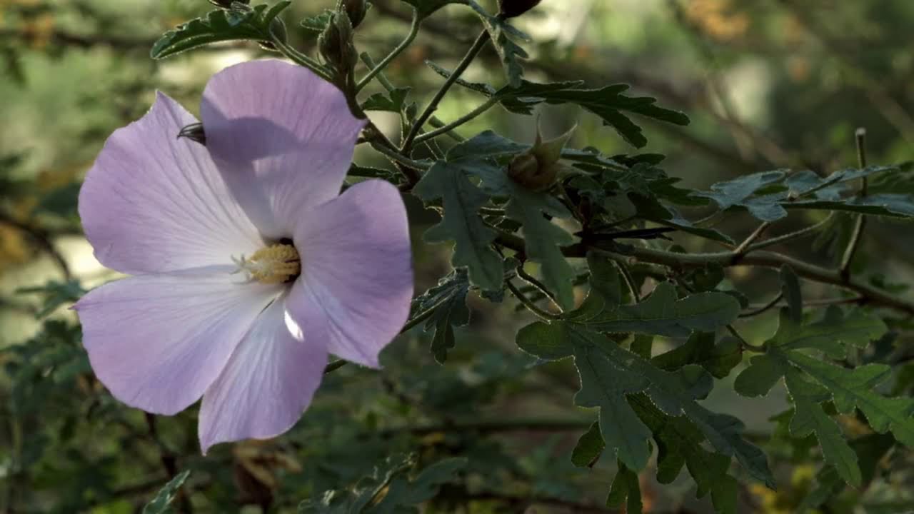 Review/commentary of Life's an Itch (2012) - podcast (with some gifs/jpgs)