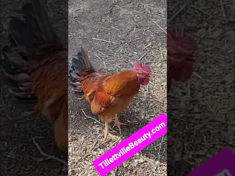 Mad Crowing Rooster?