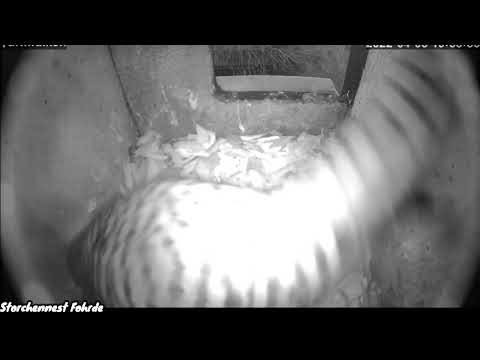 Fohrde Kestrel Diva First Egg April 3 2022 live cam preview