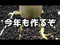【最新版】数百円から”高級観葉植物”へ…！接着剤でタコ足アデニウムを作る方法♪