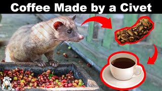 How the most expensive coffee is made?