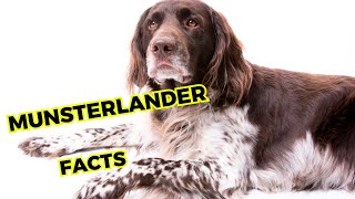 Munsterlander - Top 10 Interesting Facts. by Jungle Junction 54 views 3 weeks ago 8 minutes, 56 seconds
