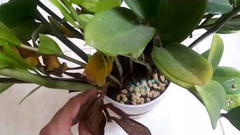 Cách chăm sóc và phục hồi cây kim tiền bị vàng lá héo lá do để trong nhà lâu ngày