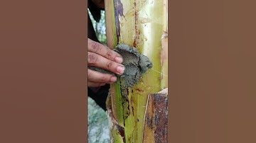 Making a corn plant from inside a banana tree🌴🌽 #camping #survival #skills @SamiulSkills