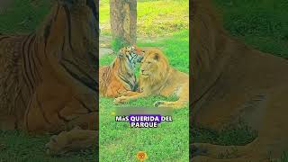 A Tiger And A Lions Love