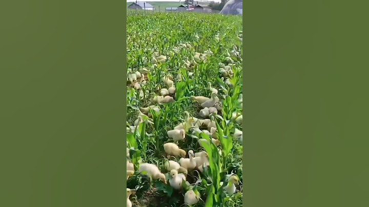 How Chinese Duck Farmers Make Millions! 🦆💰