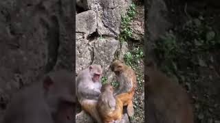 Siblings playing together #viralvideo #monkey #animallife #monkeyplaying #animals #monkeyvideos 🇺🇸